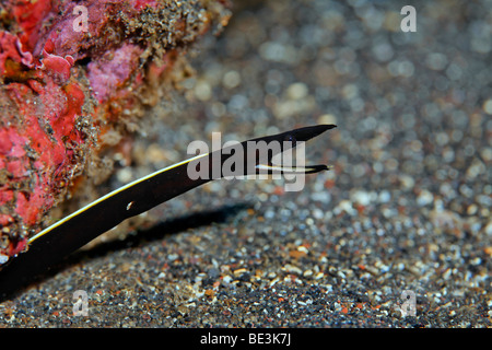 Juvenile Ribbon Moray (Rhinomuraena Quaesita) gucken aus Versteck, Fisch, Kuda, Bali, Indonesien, Pazifischer Ozean Stockfoto