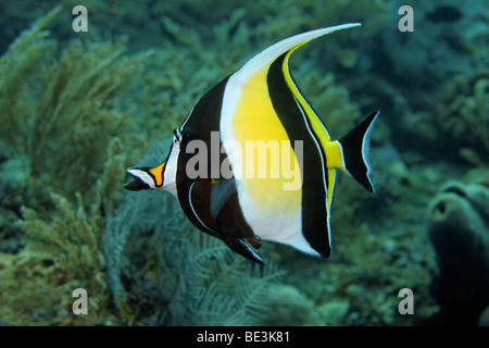 Maurische Idol (Zanclus Cornutus), Kuda, Bali, Indonesien, Pazifik, Stockfoto