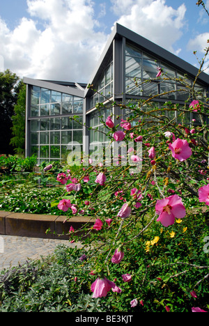 Hibiskusblüten im Palmengarten Palmengarten, ein botanischer Garten im Westend, Frankfurt Am Main, Hessen, Deutschland, Europa Stockfoto