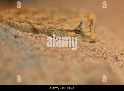 Hornotter (Cerastes Cerastes) in seinem natürlichen Lebensraum Wüste Stockfoto