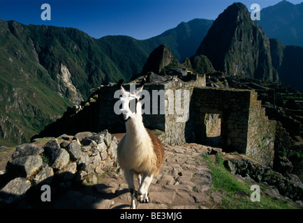 Lamas in Machu Picchu, Cuzco, Peru, Südamerika Stockfoto