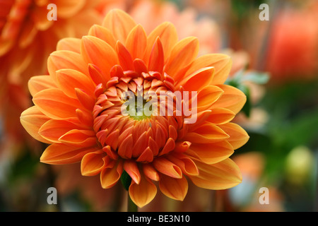 Vielzahl von Orange Dahlie (Dahlia Hybrida) Stockfoto