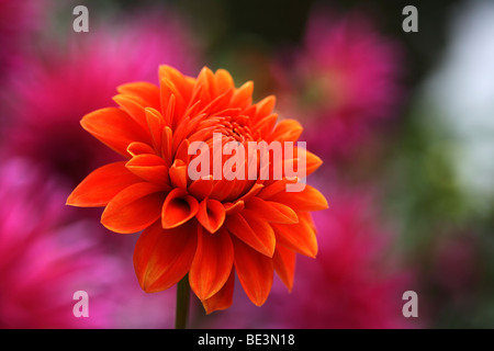 Orangefarbene Blume ein Bahlia (Dahlia Hybrida) Stockfoto