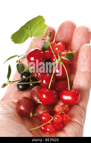 Gemischte Beeren auf eine Hand, rote Johannisbeeren, Stachelbeeren, Johannisbeeren, Kirschen Stockfoto