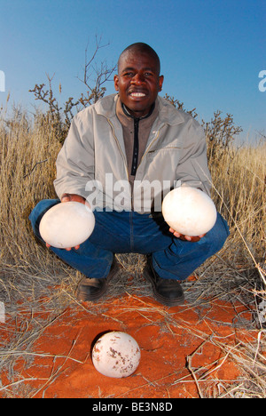 Native holding Strauß Eiern auf dem Gelände der Kalahari Anib Lodge in der Nähe von Mariental, Namibia, Afrika Stockfoto
