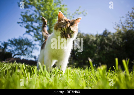 Junge Katze im Garten Stockfoto