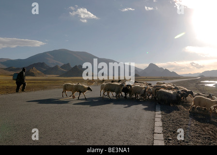 Tibetische Hirten mit Herde von Schafen, die Überquerung der Friendship Highway in der Hochebene von Tingri, Shekar, Tibet, China, Asien Stockfoto