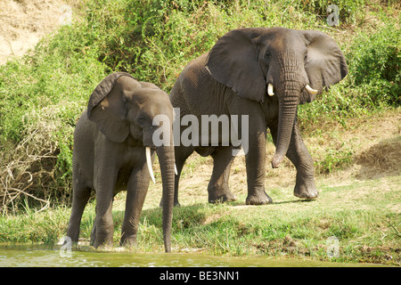 Elefanten am Ufer des Kanals Hütte in Queen Elizabeth National Park im Westen Ugandas. Stockfoto