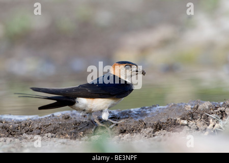 Red rumped Swallow (Hirrundo Daurica) Schlamm für den Nestbau zu sammeln Stockfoto