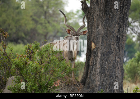 Große Kudu (Tragelaphus Strepsiceros), Okavango Delta, Botswana Stockfoto