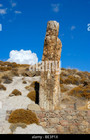 Wie versteinert stehen Baumstamm, der versteinerte Wald zwischen Sigri und Antissa, Insel Lesbos, Ägäis, Griechenland, Europa Stockfoto