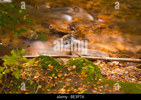 Aspen lässt auf eine Moos bedeckt Bank des South St. Vrain Creek in der Nähe von Jamestown Colorado USA Stockfoto