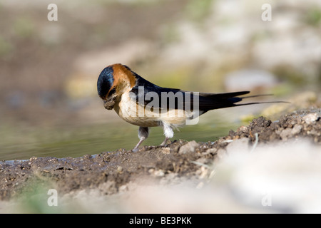 Red rumped Swallow (Hirrundo Daurica) Schlamm für den Nestbau zu sammeln Stockfoto