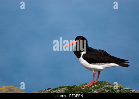 Eurasischen Austernfischer (Haematopus Ostralegus) stehen, auf der Suche nach links, Fair Isle, Vereinigtes Königreich, Europa Stockfoto