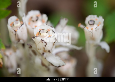 Indian Pipe (Monotropa Uniflora), Stephens State Forest, Iowa Stockfoto