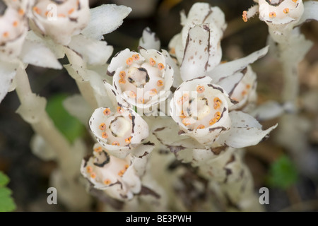 Indian Pipe (Monotropa Uniflora), Stephens State Forest, Iowa Stockfoto