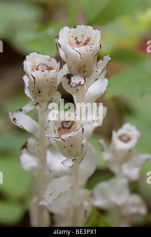 Indian Pipe (Monotropa Uniflora), Stephens State Forest, Iowa Stockfoto