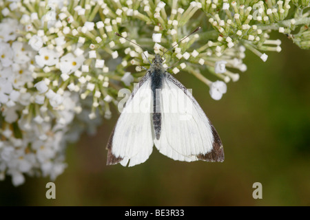 Kleiner weißer Schmetterling (Artogeia Rapae) auf Sommerflieder Davidii, England, UK Stockfoto