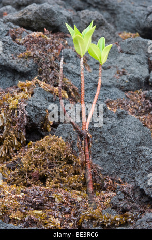 Rote Mangroven Mangroven (Rhizophora Mangle) neue Keimling nimmt Wurzel unter Lava Felsen Punta Albemarle Isabela Galapagos Stockfoto