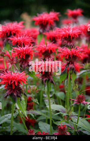 Bergamotte, Scarlet Beebalm, Scarlet Monarda, Oswego Tee oder Crimson Beebalm, Monarda Didyma 'Cambridge Scarlet', Lamiaceae, USA Stockfoto