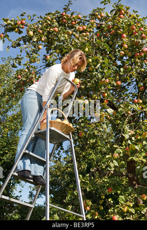 Frau auf der Treppe, die Ernte frische Äpfel aus Apfelbaum im Garten Stockfoto