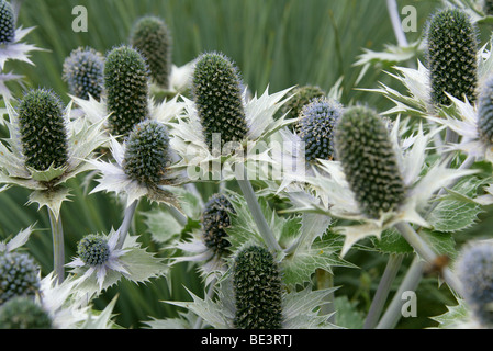 Riesenmeerolly, Eryngium giganteum 'Silver Ghost', Apiaceae. Kaukasus und Iran, Westasien. Stockfoto