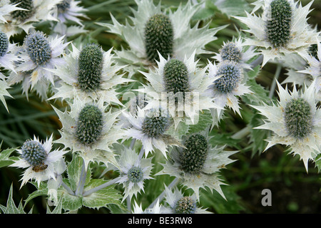 Riesenmeerolly, Eryngium giganteum 'Silver Ghost', Apiaceae. Kaukasus und Iran, Westasien. Stockfoto