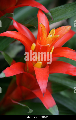 Guzmanie "Orangenlimonade", Bromeliaceae, Arizona, Kalifornien, Florida, Hawaii, USA Nordamerika Stockfoto