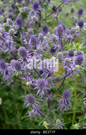 Meer Holly, Eryngium Planum "Blue Glitter", Apiaceae Stockfoto