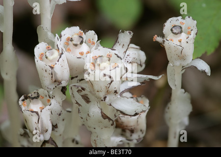 Indian Pipe (Monotropa Uniflora), Stephens State Forest, Iowa Stockfoto