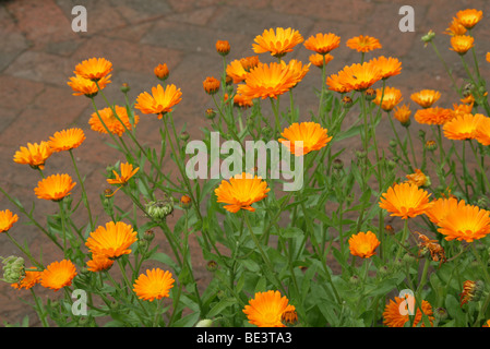 Ringelblume oder Scotch Ringelblume, Calendula Officinalis, Asteraceae Stockfoto