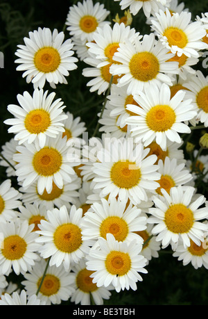 Marguerite Daisy, Dyer's Chamile, Ox-Eye Chamile, Boston Daisy oder Paris Daisy, Anthemis Tinctoria 'Sauce Hollandaise'. Europa, Mittelmeer Stockfoto