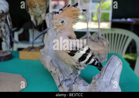 Tierpräparation in Warschau, Polen - Vogel Wiedehopf (Upupa Epops) anzeigen Stockfoto