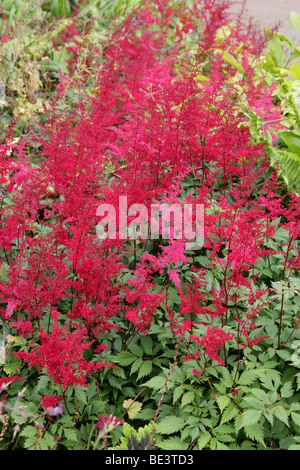 Chinesische Astilbe aka falsche Spirea, falsche Ziege Bart, Astilbe Chinensis, Saxifragaceae Stockfoto