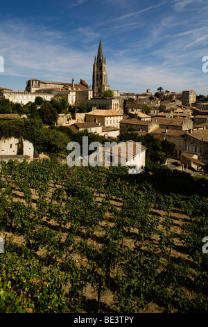 Reben wachsen im Inneren der Stadt Saint Emilion in Bordeaux Weinregion Frankreichs Stockfoto