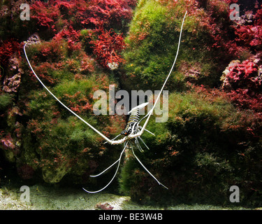 Blauer Hummer, Panulirus versicolor, Palinuridae.  Aka bemalten Rock Lobster und blaue Languste. Stockfoto