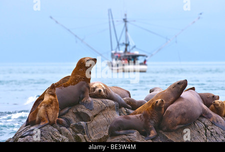 "Steller Seelöwen auf den Felsen in der Ansicht von einem Fischkutter versammeln." Stockfoto