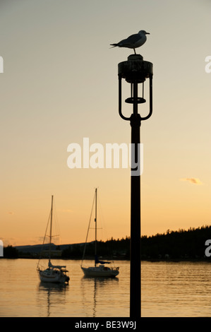 EINE MÖWE AM LATERNENPFAHL Stockfoto