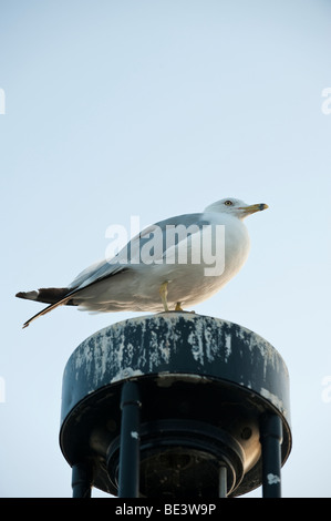 EINE MÖWE AM LATERNENPFAHL Stockfoto