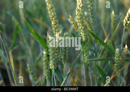 Bereich der Weizen, Henfield, South Downs, Sussex, GB. Stockfoto