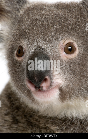 Close-up Portrait von männlichen Koala Bär, Phascolarctos Cinereus, 3 Jahre alt Stockfoto