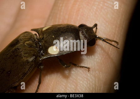 Feuer, Käfer, Pyrophorus SP., eine extrem helle Biolumineszenz Klick Käfer. Fotografiert in Costa Rica. Stockfoto