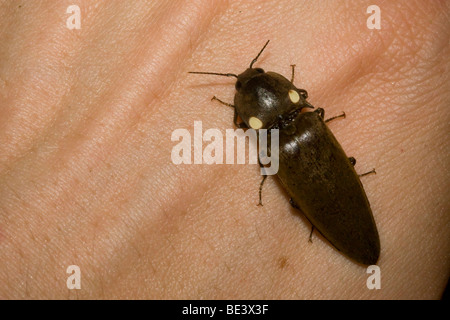 Feuer, Käfer, Pyrophorus SP., eine extrem helle Biolumineszenz Klick Käfer. Fotografiert in Costa Rica. Stockfoto