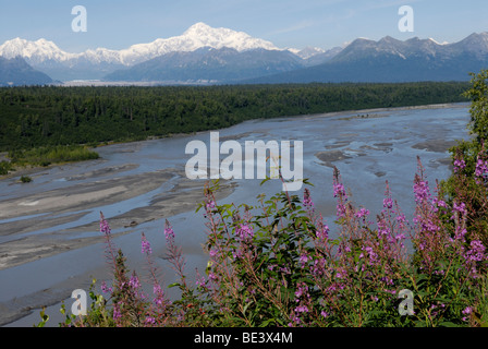 Mt McKinley und die Alaska Range aus dem Süden mit dem Chulitna Fluss und Weidenröschen, Epilobium angustifolium Stockfoto