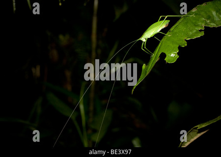 Grashuepfer, Familie Tettigoniidae, bestellen Orthopteren, mit extrem langen Antennen. Fotografiert in Costa Rica. Stockfoto