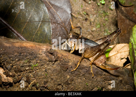 Cricket, Familie Rhaphidophoridae, Höhle, Orthopteren bestellen. Fotografiert in Costa Rica. Stockfoto