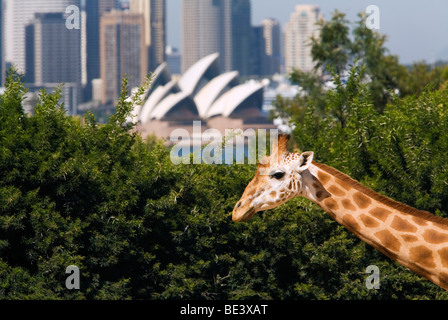 Giraffe im Taronga Zoo mit der Oper und im Hintergrund die Skyline der Stadt. Mosman, Sydney, New South Wales, Australien Stockfoto