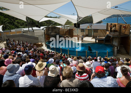 Siegel zeigen im Taronga Zoo. Sydney, New South Wales, Australien Stockfoto