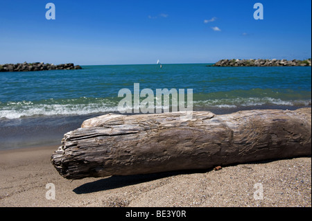 Treibholz am Strand mit Blick auf Wasser Stockfoto