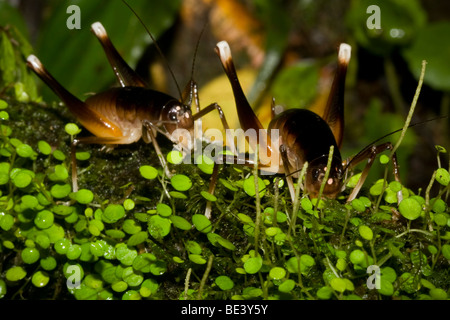 Paar der Höhle Grillen, Familie Rhaphidophoridae, bestellen Orthopteren. Fotografiert in Costa Rica. Stockfoto